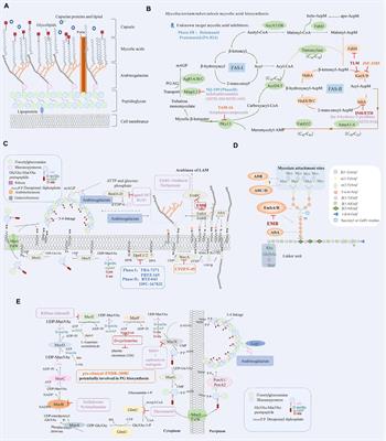 Anti-tuberculosis drug development via targeting the cell envelope of Mycobacterium tuberculosis